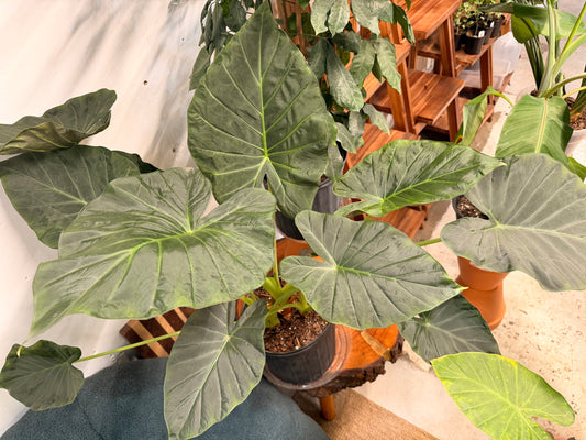 Alocasia Regal Shield 10”