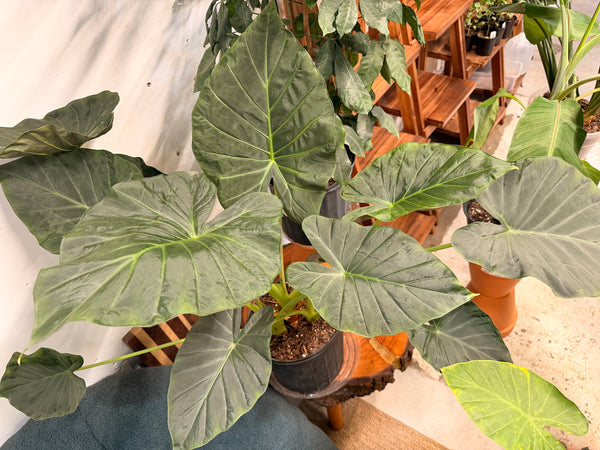 Alocasia Regal Shield 10”