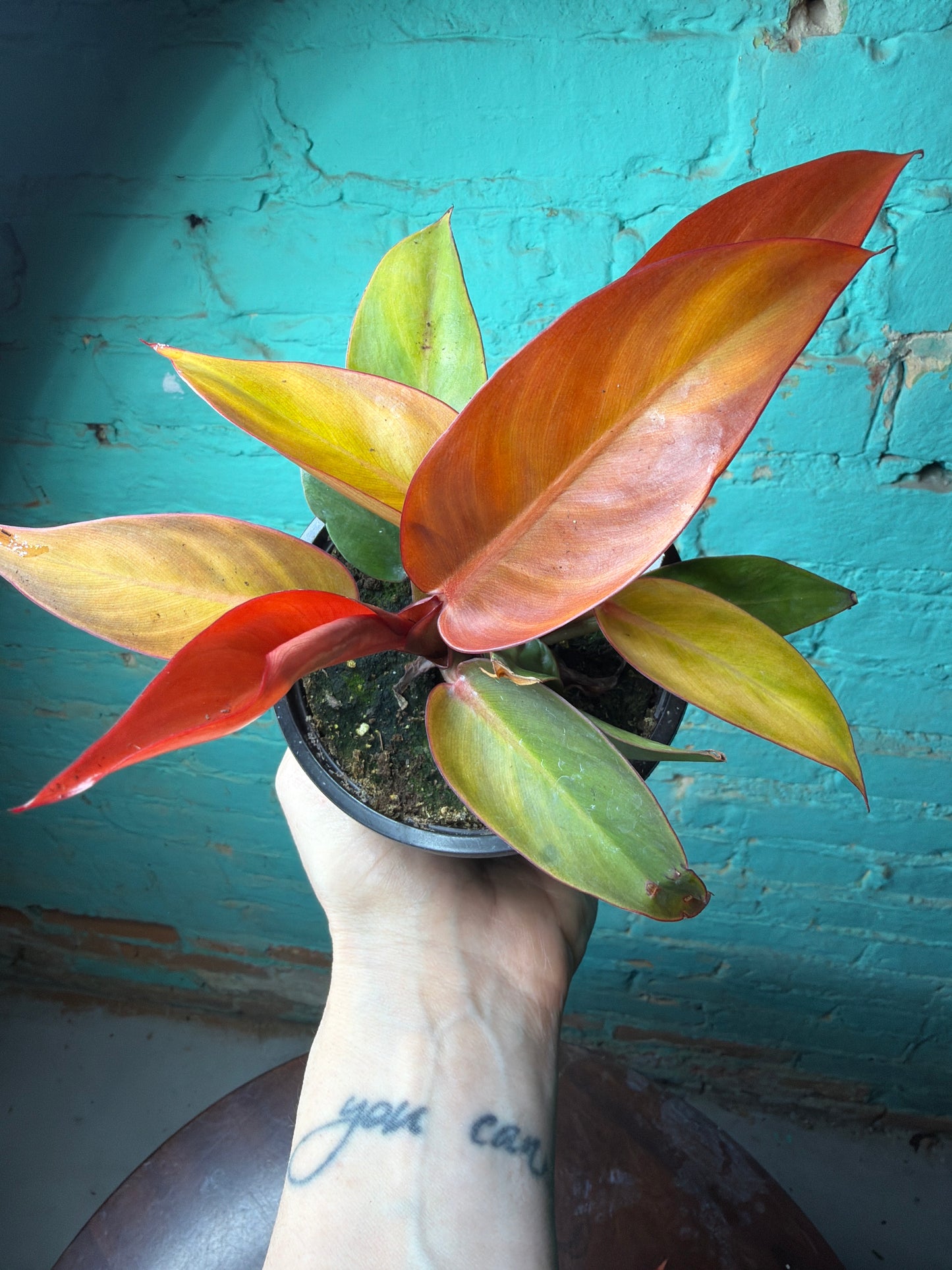 Philodendron- Red Sun