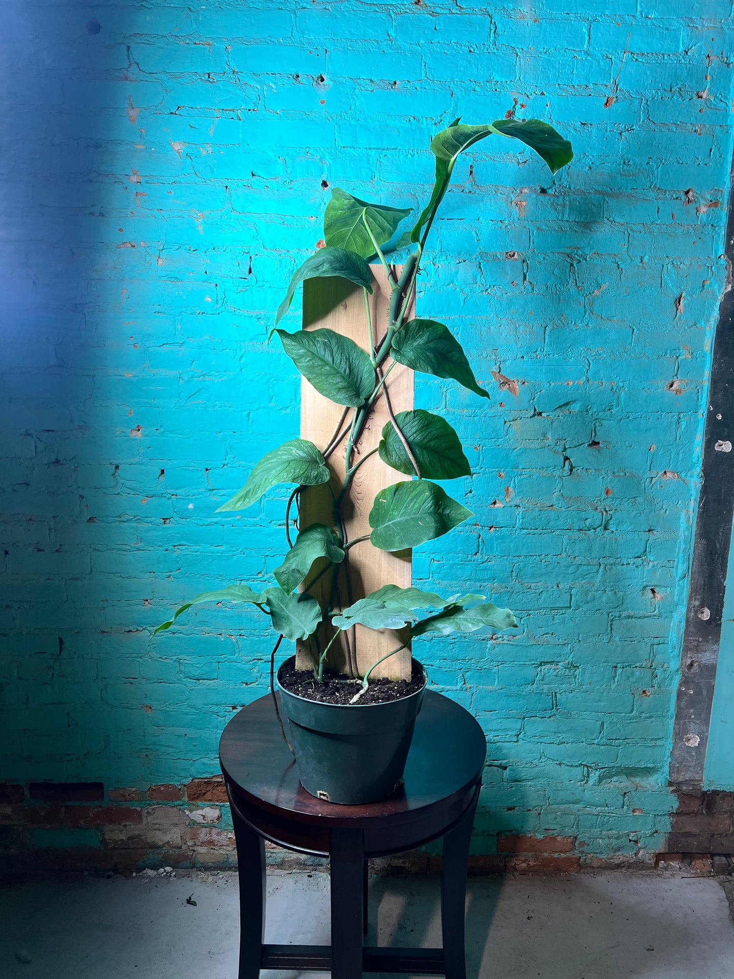 Monstera Dubia 10”