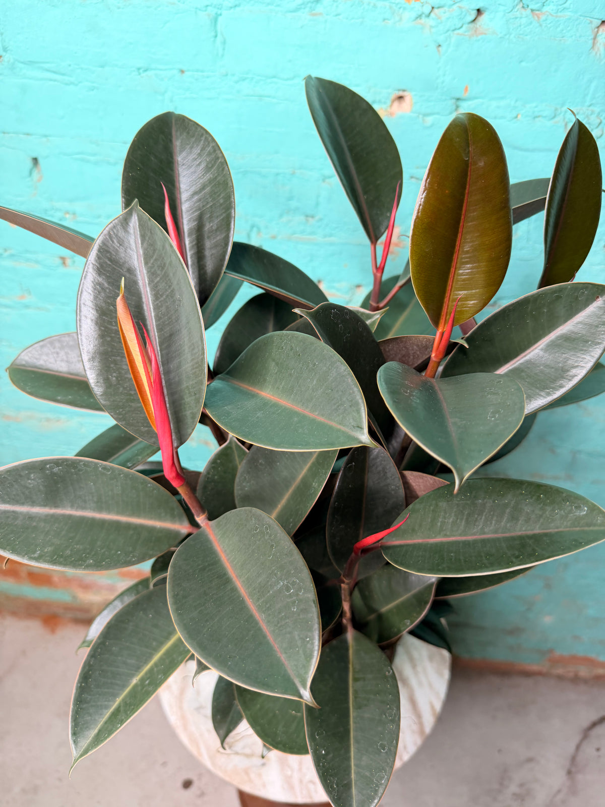 Ficus Elastica- Rubber Tree burgundy 6”