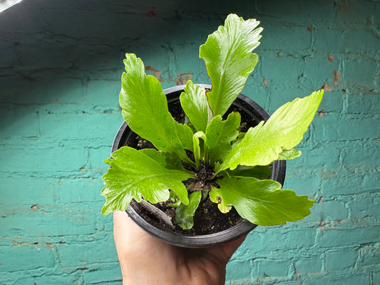 Asplenium Ant. Champion 4”