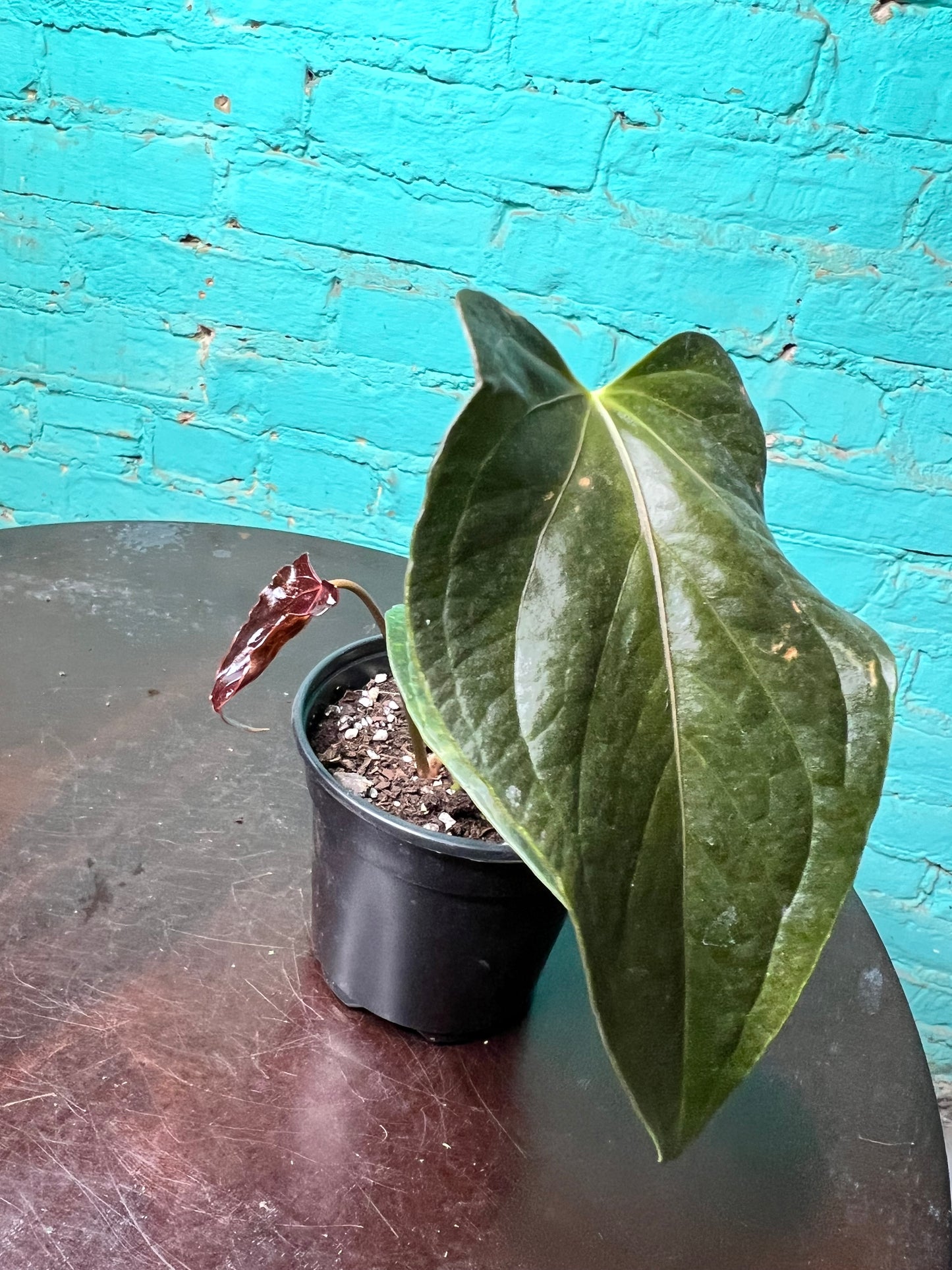 Anthurium Queen of Hearts