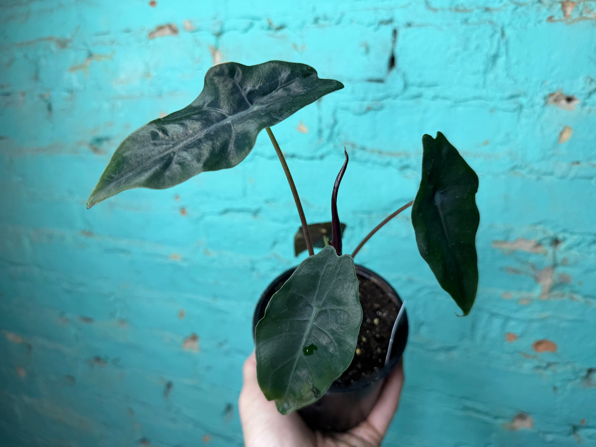 Alocasia Chantrieri 4”