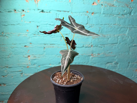 Alocasia Nobilis 4”