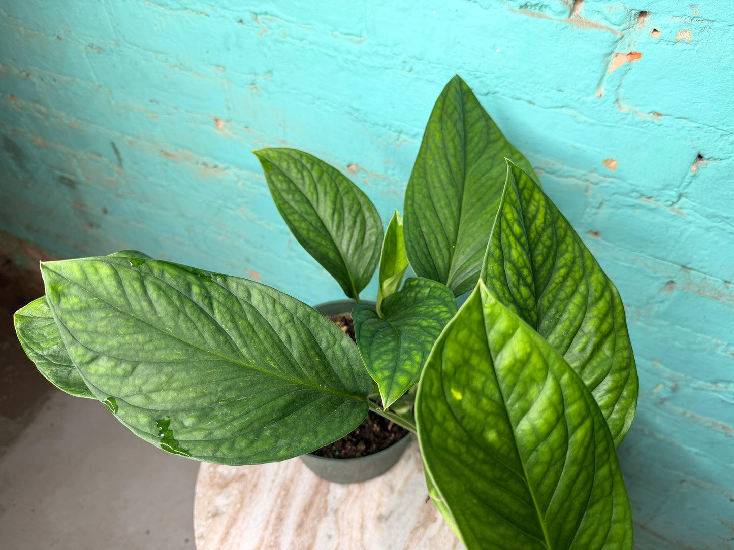 Monstera Pinnatipartita 6”