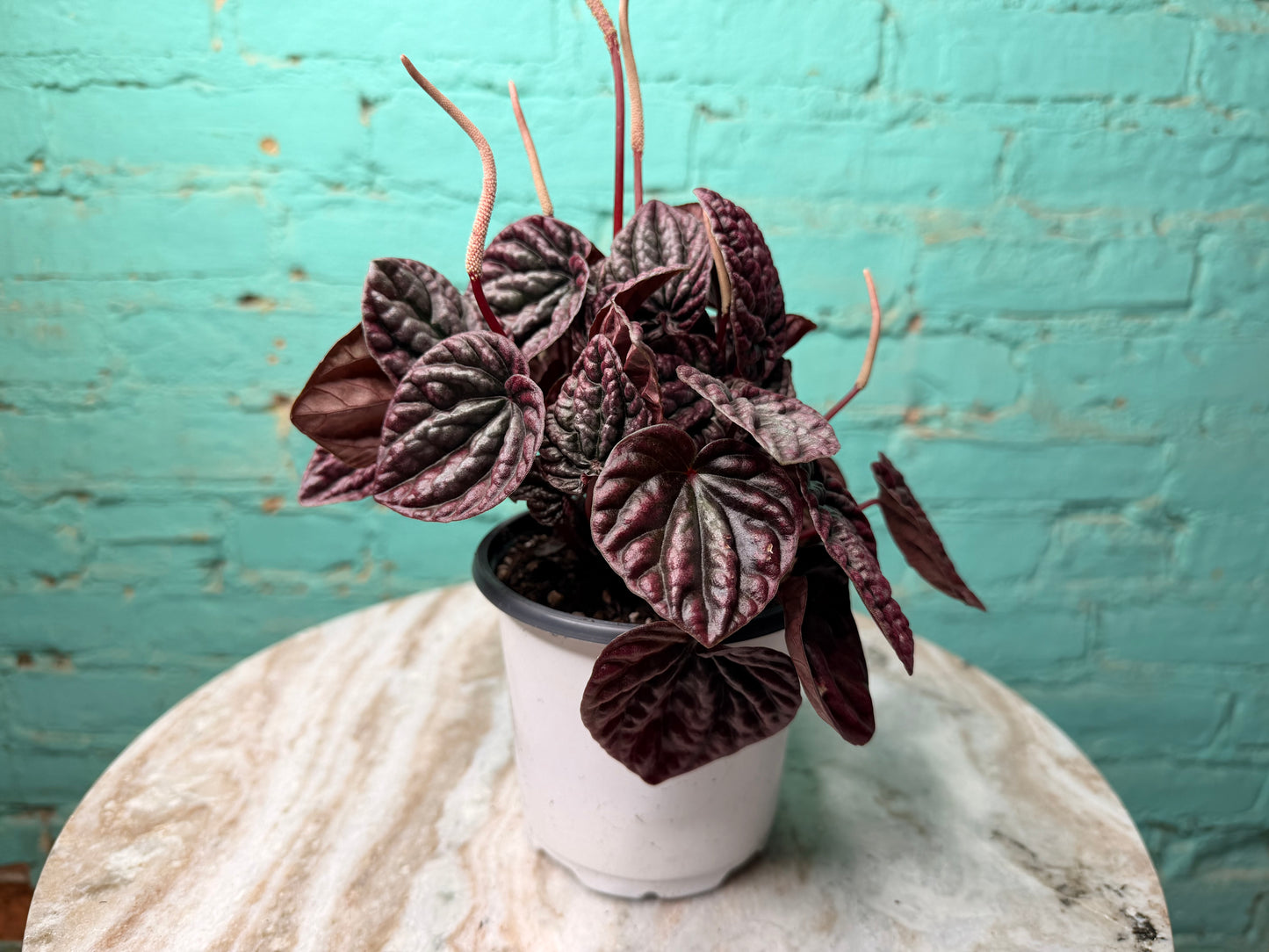 Peperomia Red Ripples 4”