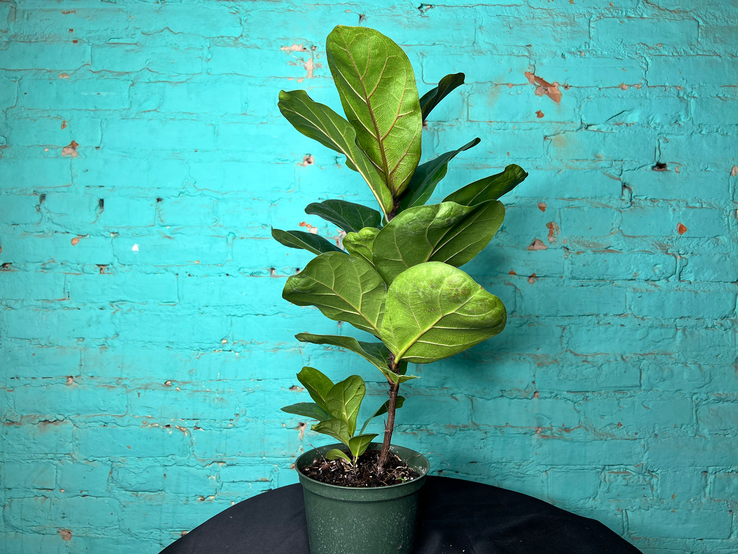 Fiddle fig 6”