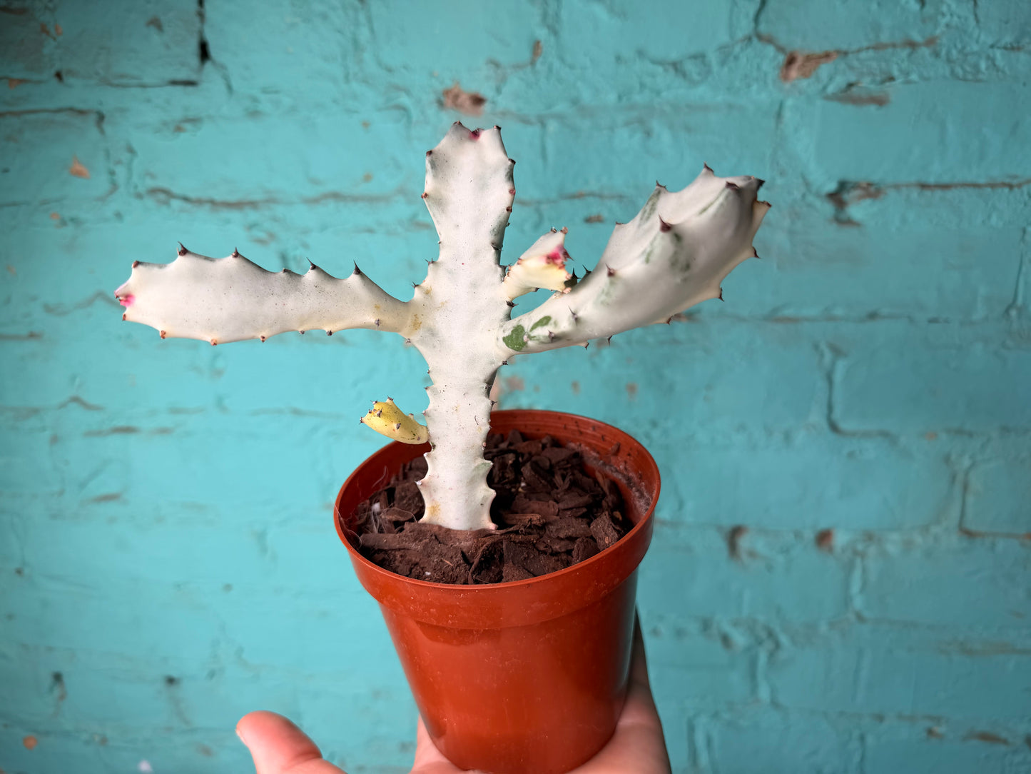 Euphorbia Trigonia Ghost 5”