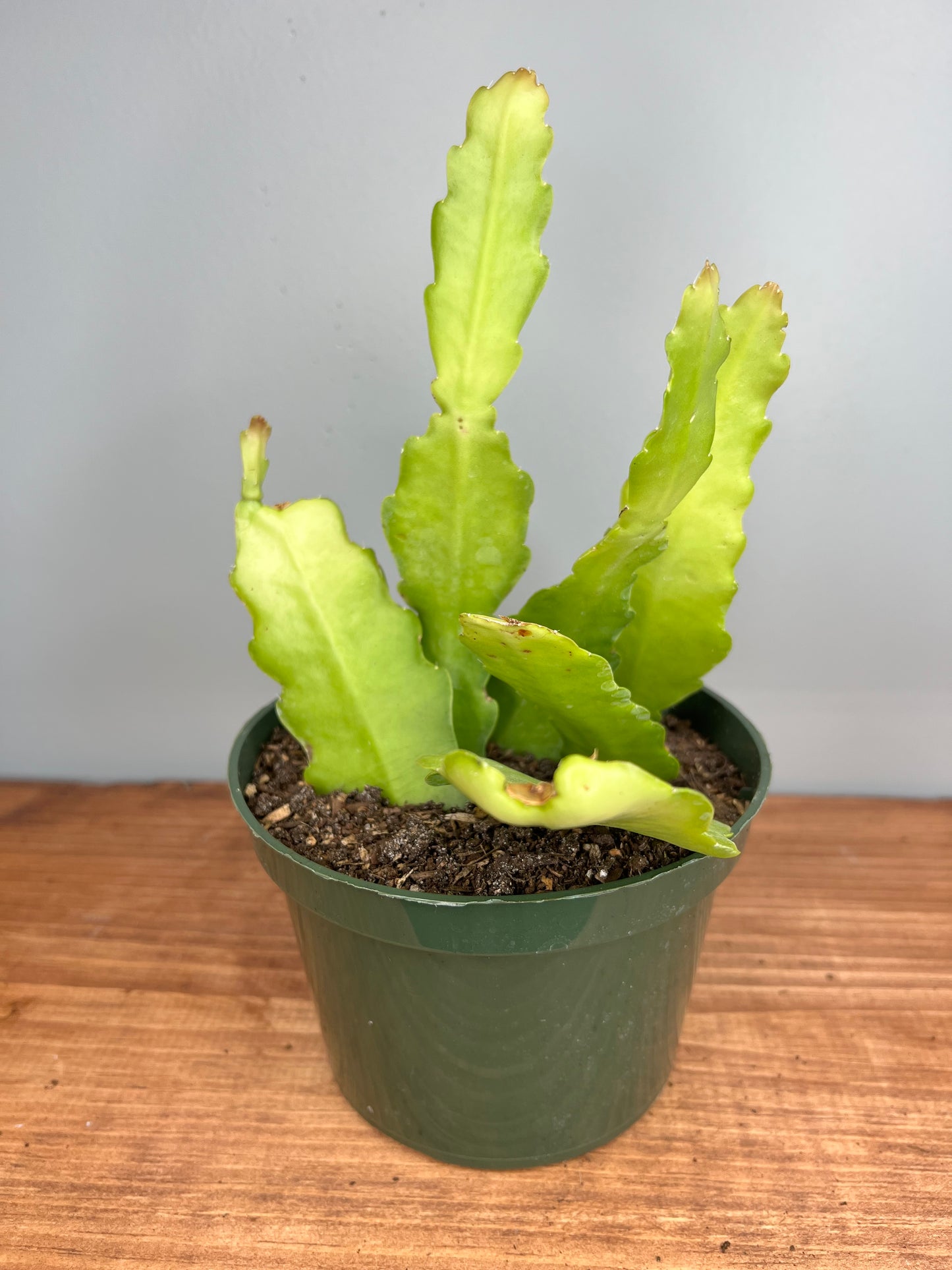 Beaver Tail Cactus 6”