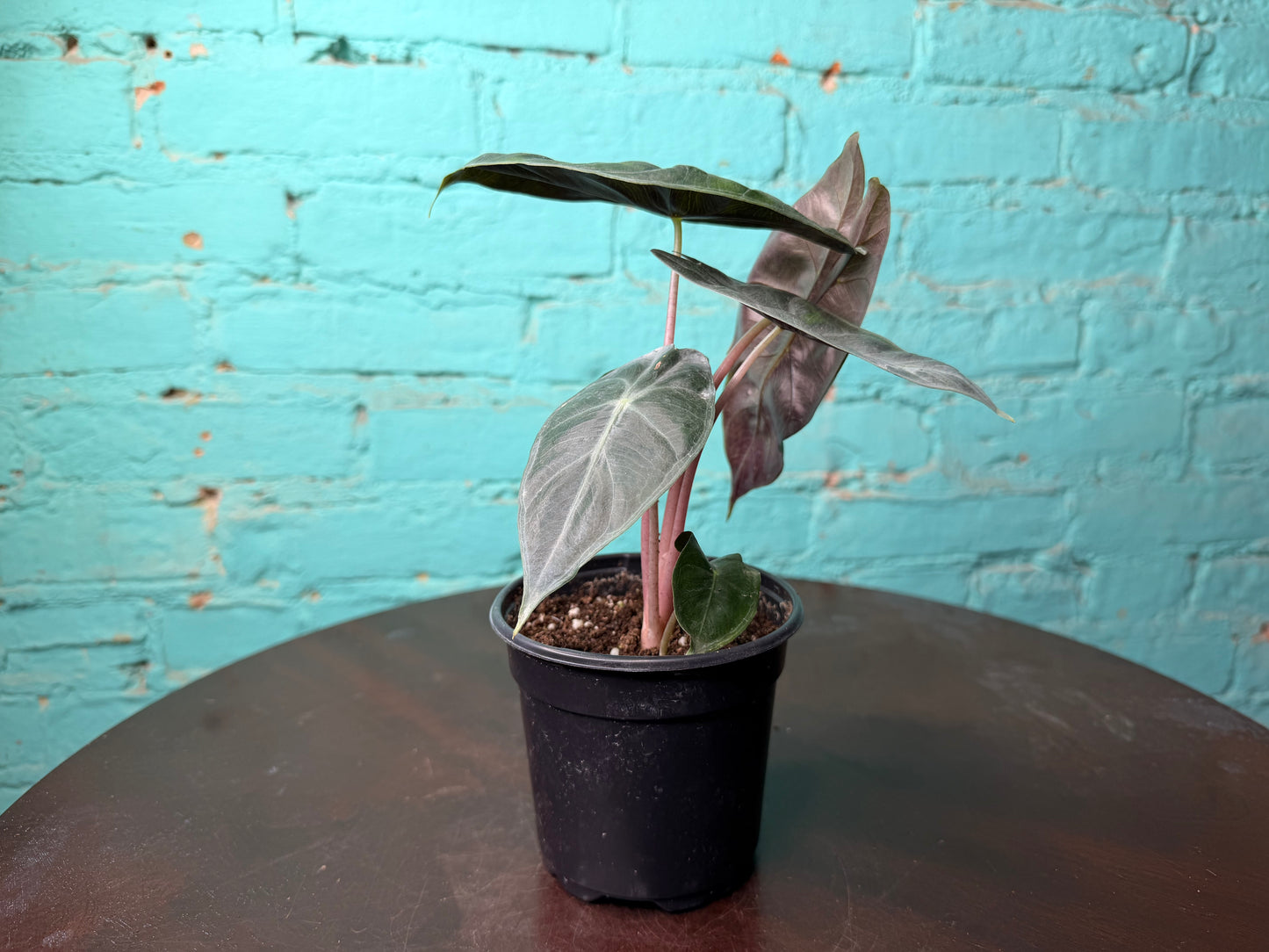 Alocasia Nairobi Nights 4”