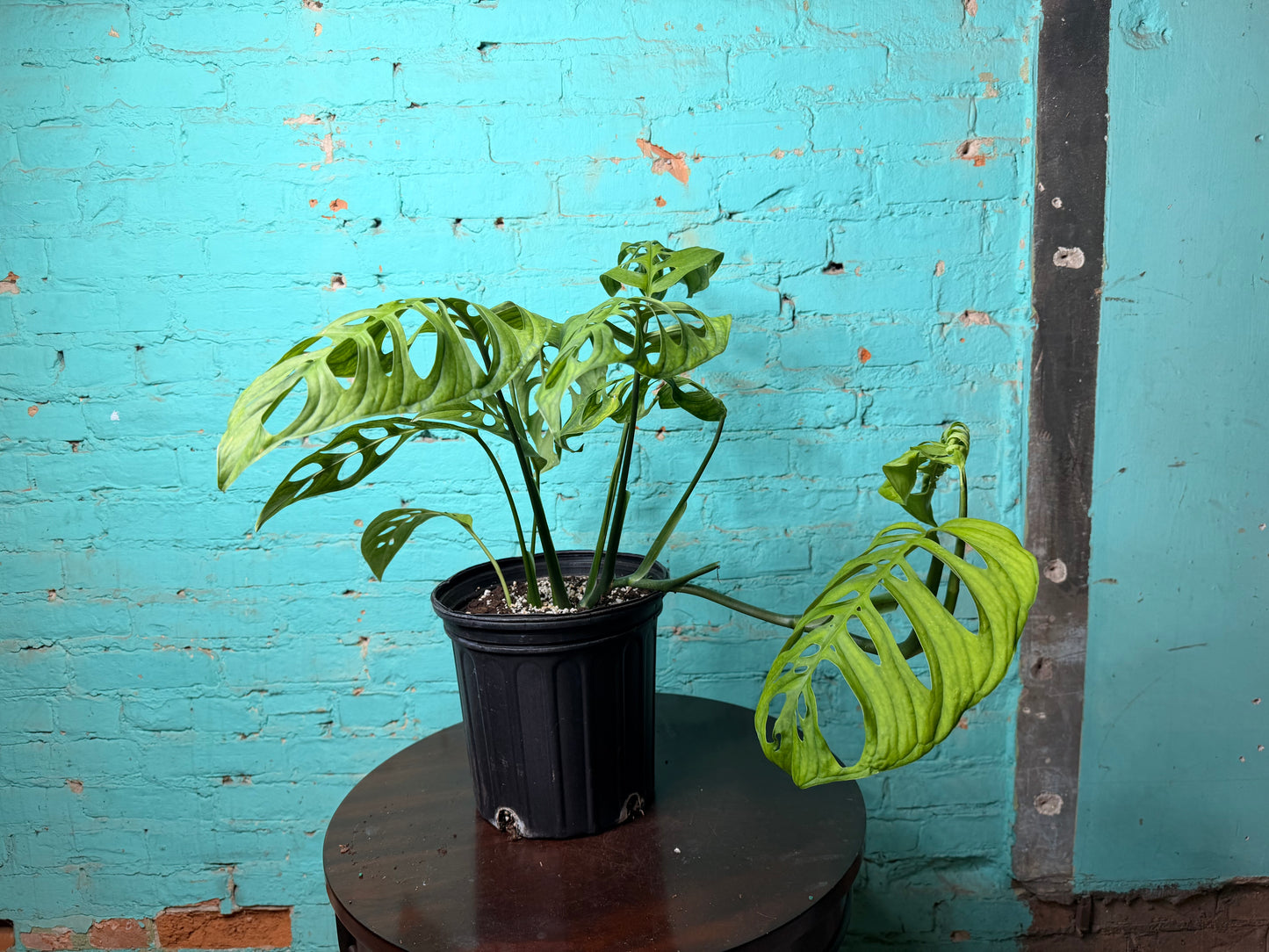 Monstera Esqueleto 10”