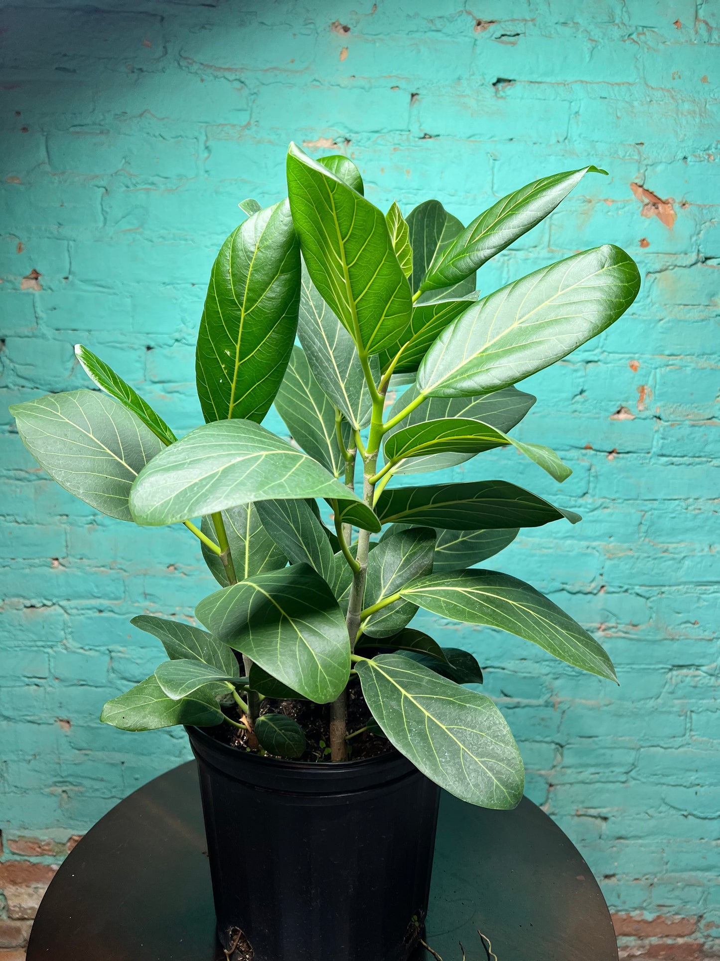 Ficus Audrey 8”