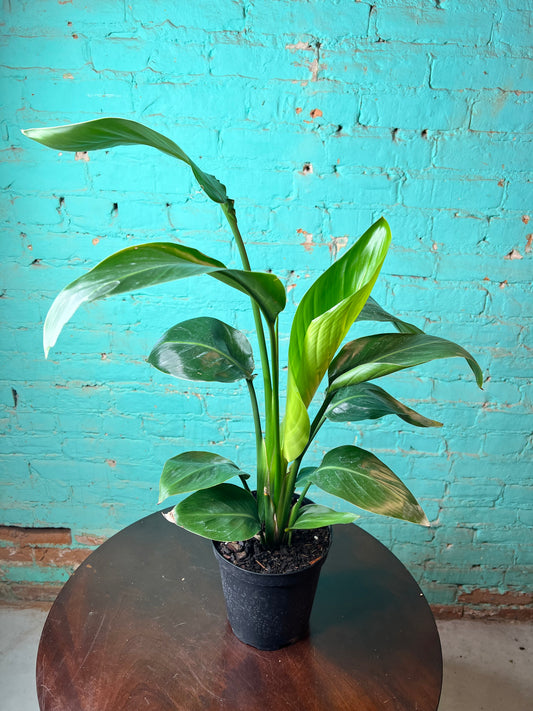 Bird of Paradise White 6”