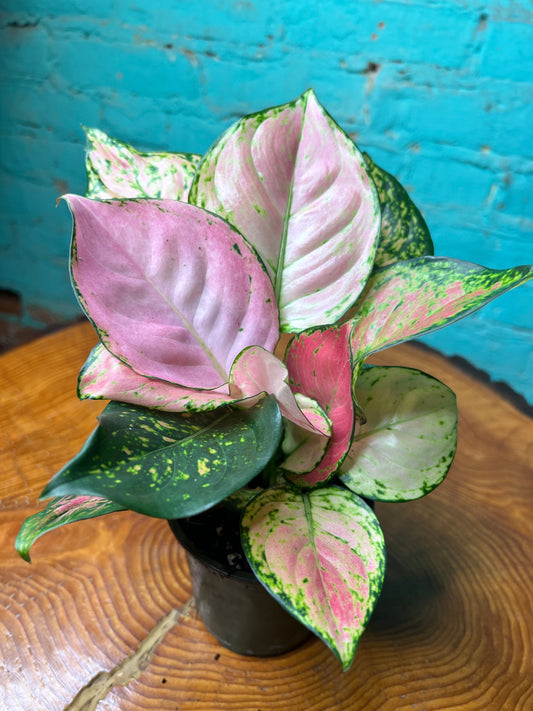 Aglaonema Wishes 4”