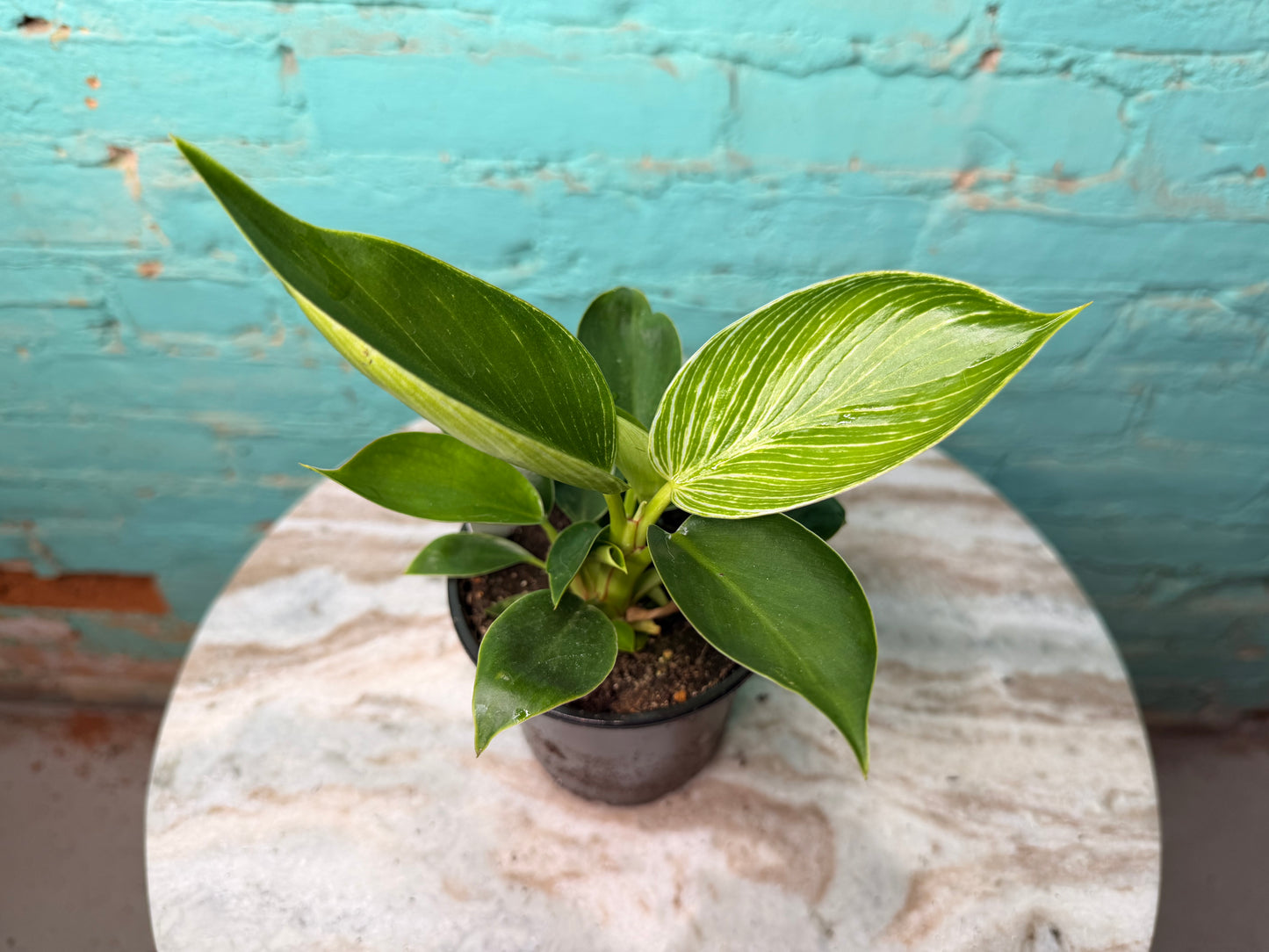 Philodendron Birkin 4”