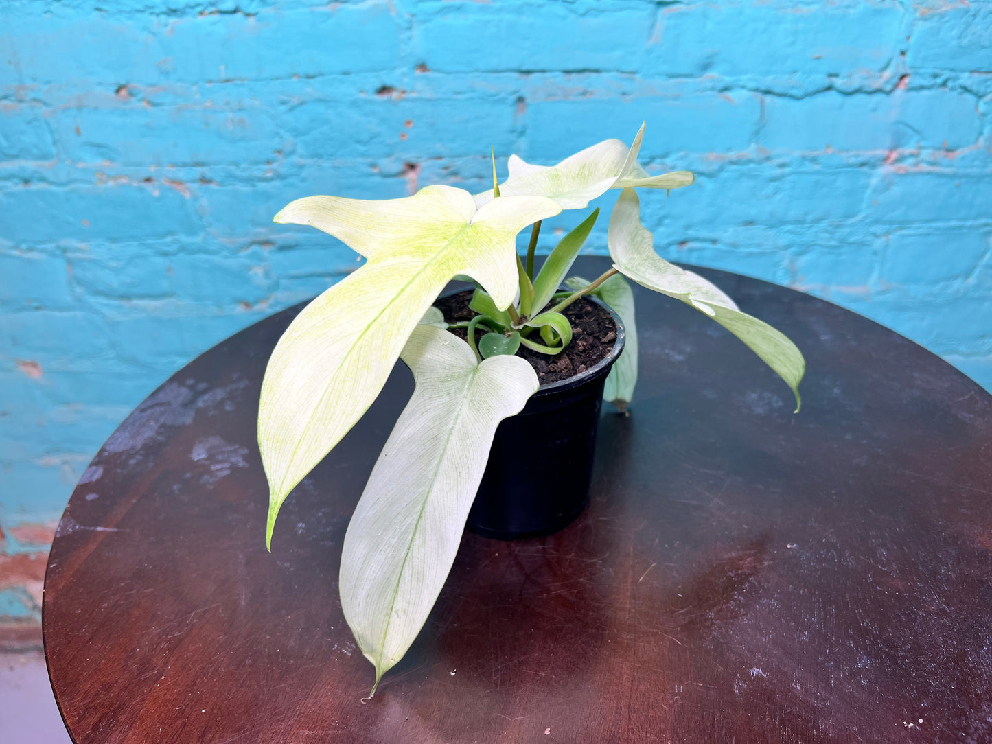 Philodendron- Florida Ghost 4”