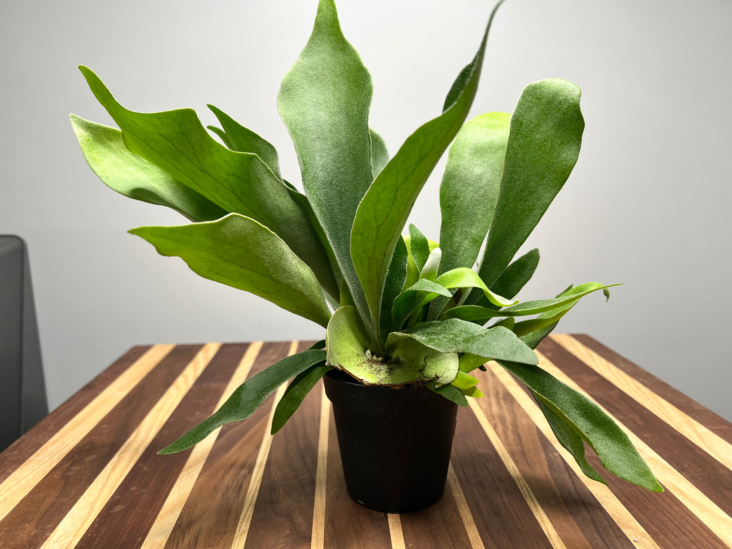 Staghorn fern