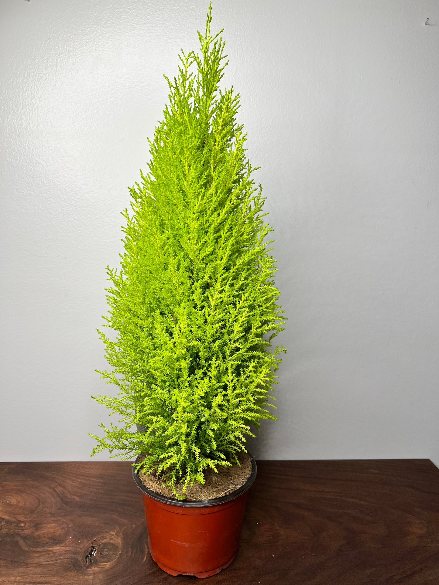 Cypress Lemon 6”