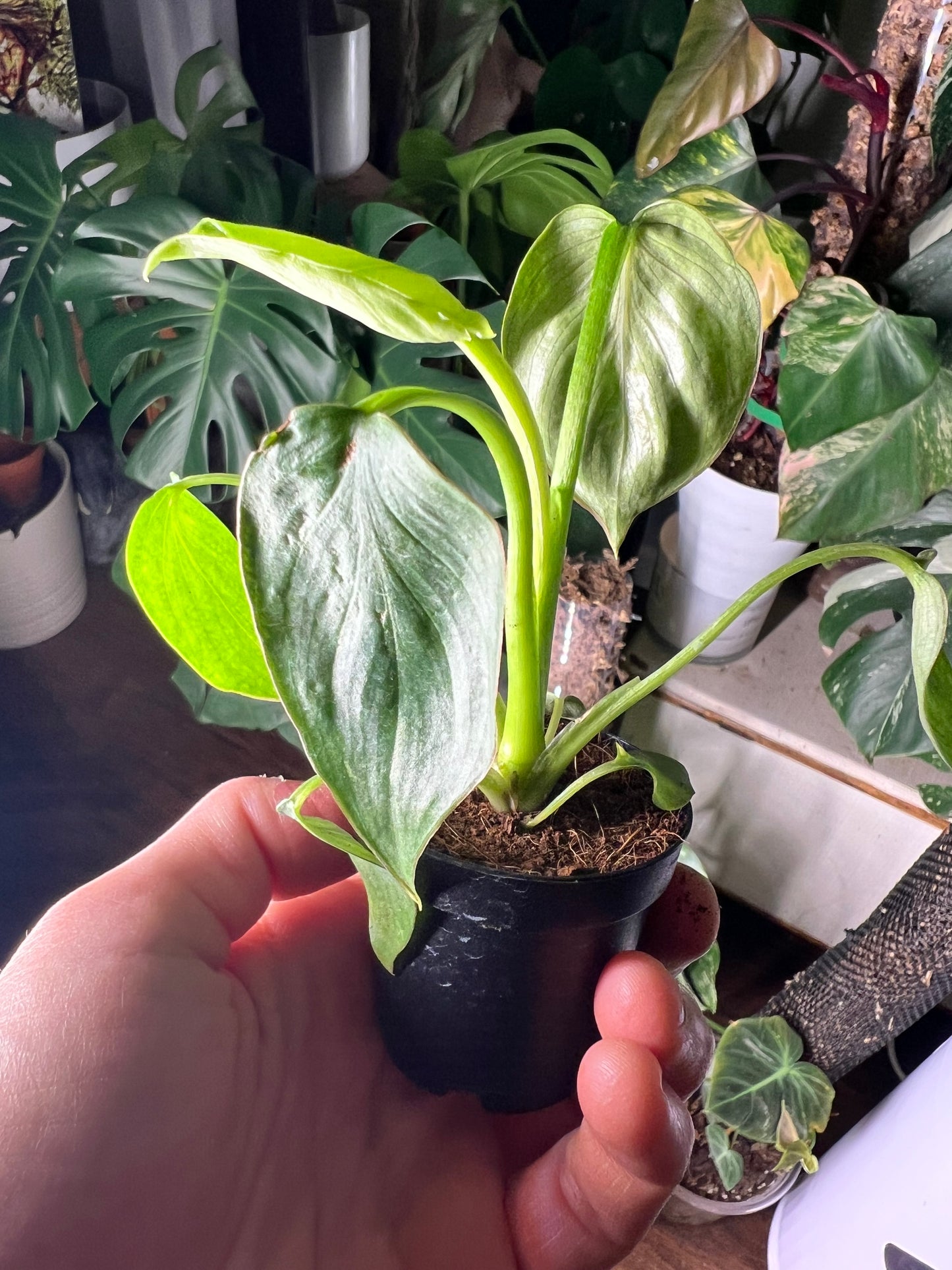 Philodendron Mamei Silver