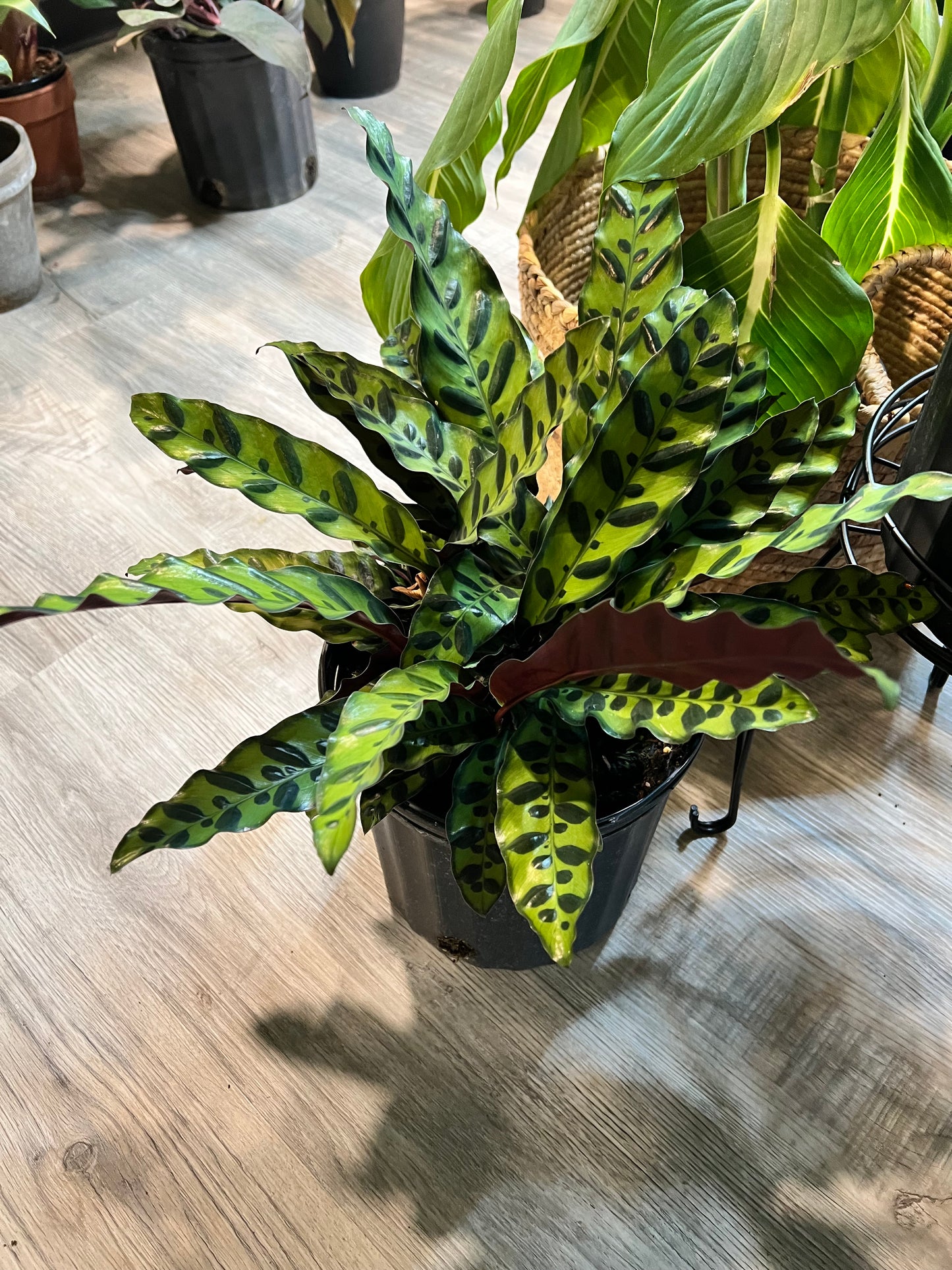 Rattle Snake calathea 10”