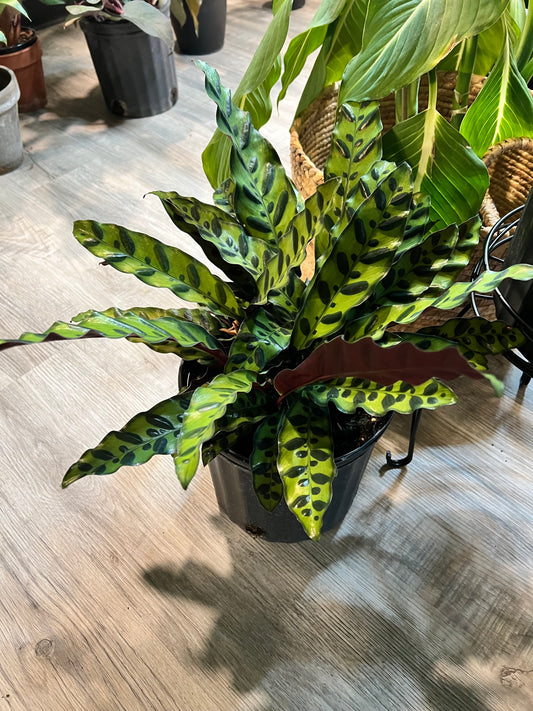 Rattle Snake calathea 10”
