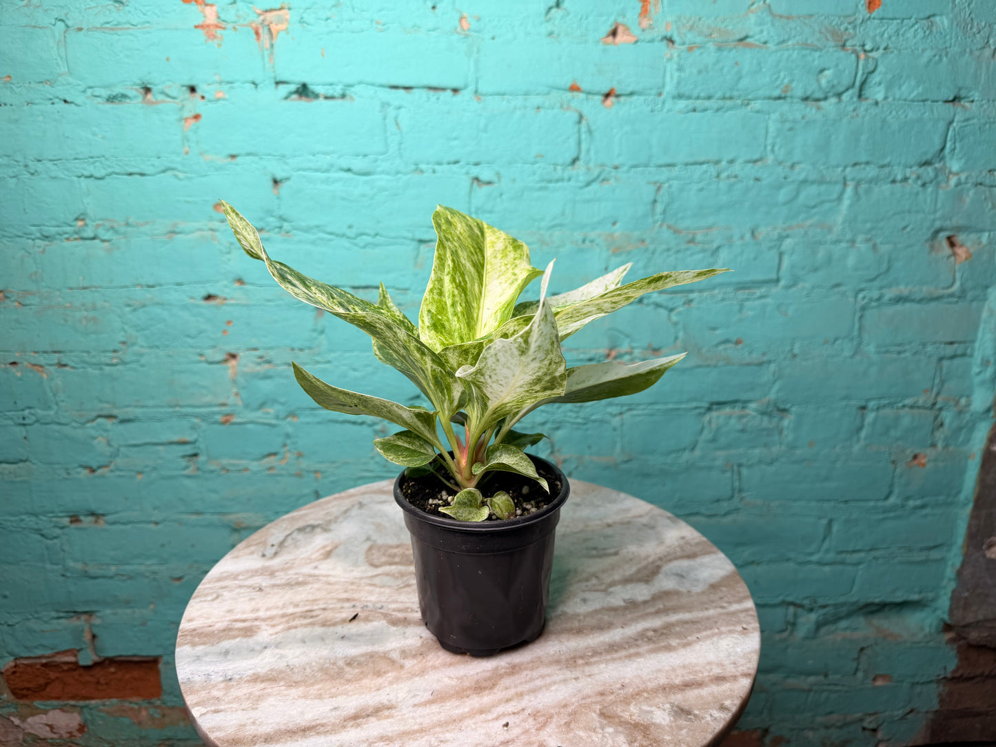 Anthurium Hookeri Variegated 4”
