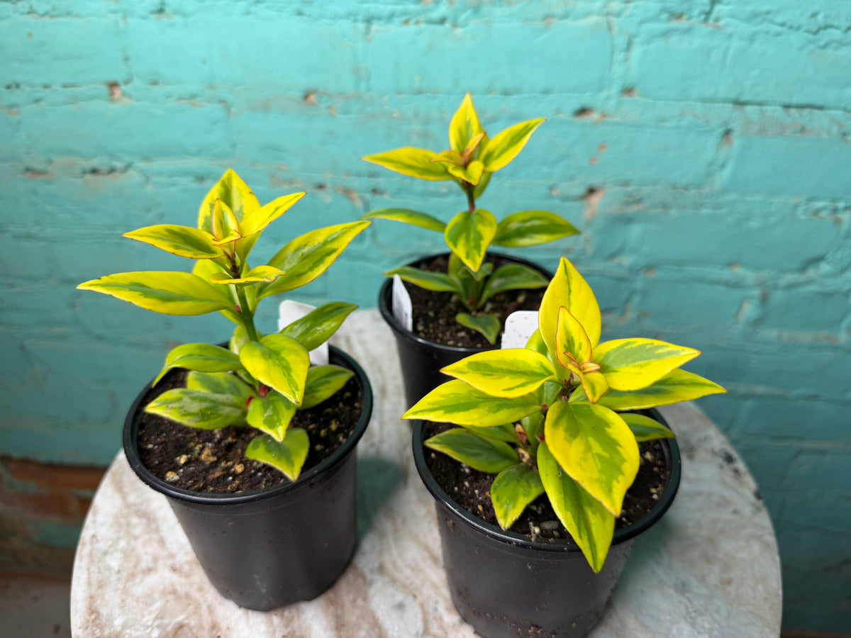 Nematanthus ‘Goldfish Plant’ Gold 4”