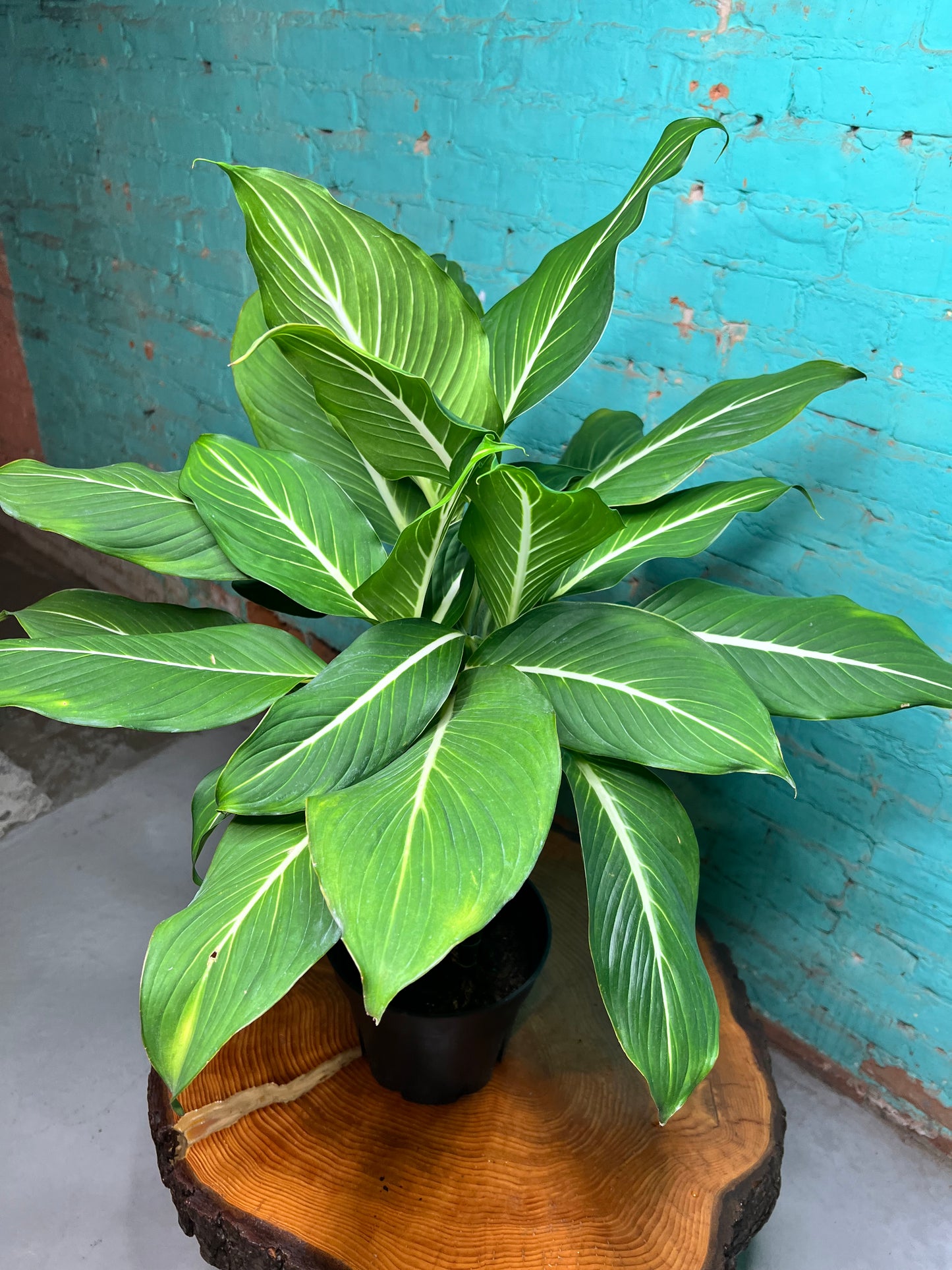 Dieffenbachia Green Gold 8”