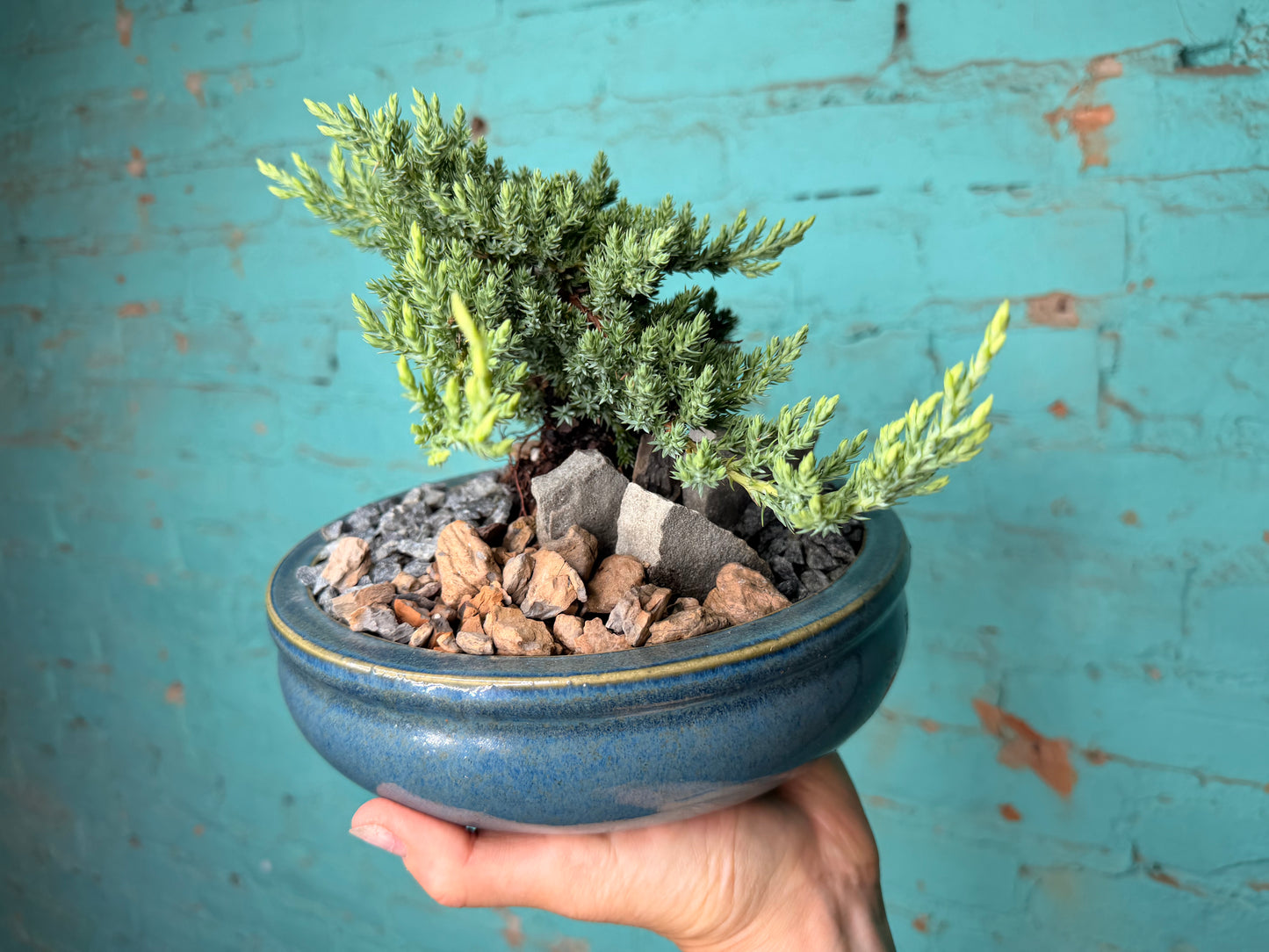 Bonsai tree 8”
