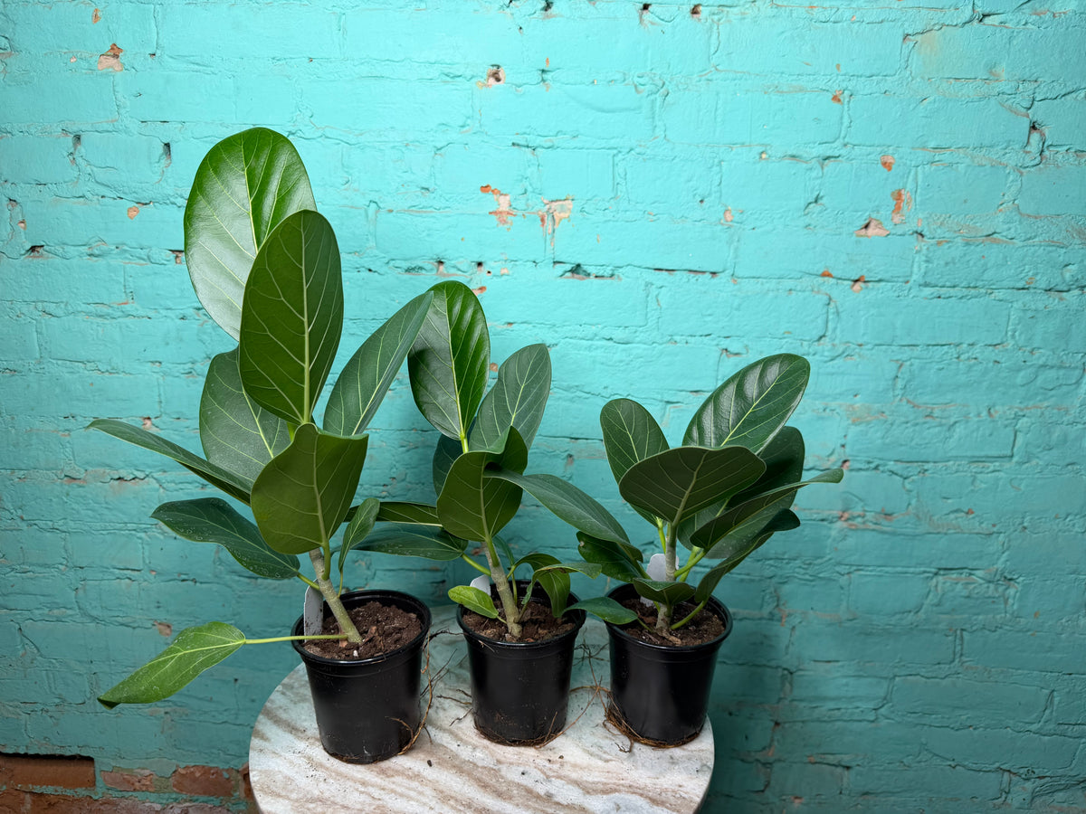 Ficus ‘Audrey’ 4”