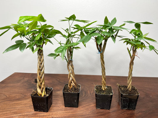 Money tree braided 3” bonsai (each)