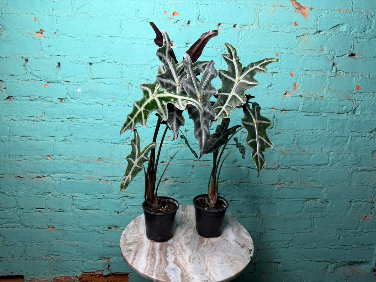 Alocasia Nobilis 4”