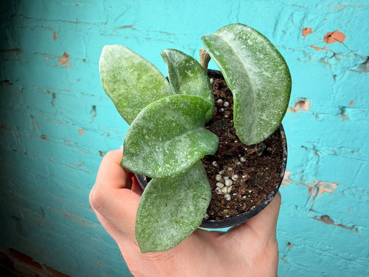 Hoya Nova Ghost 4”