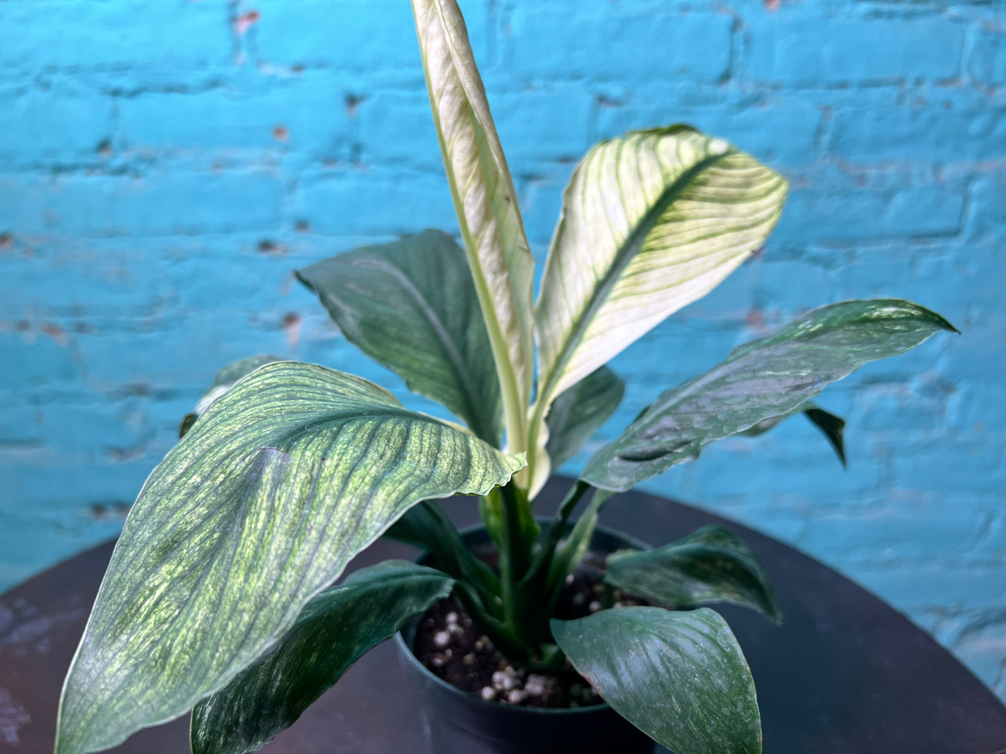 Spathiphyllum Sensation Mint 4”