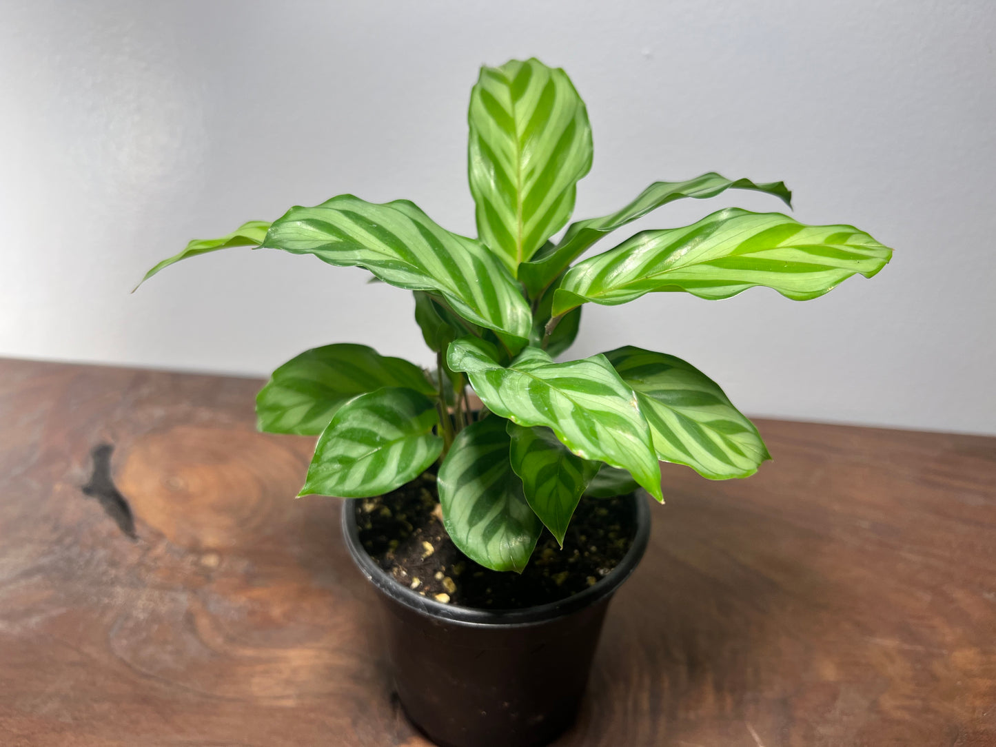 Calathea Freddie 4”