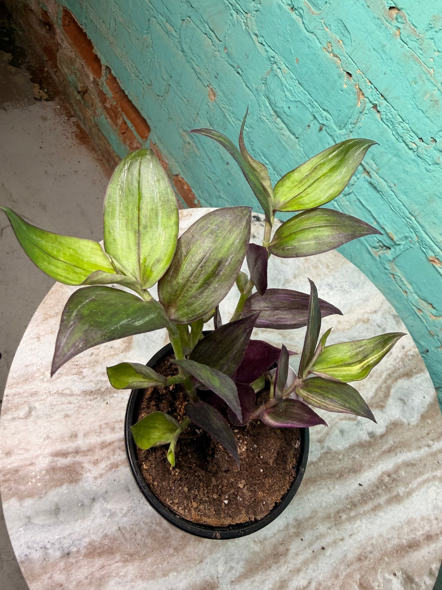 Tradescantia M Tricolor