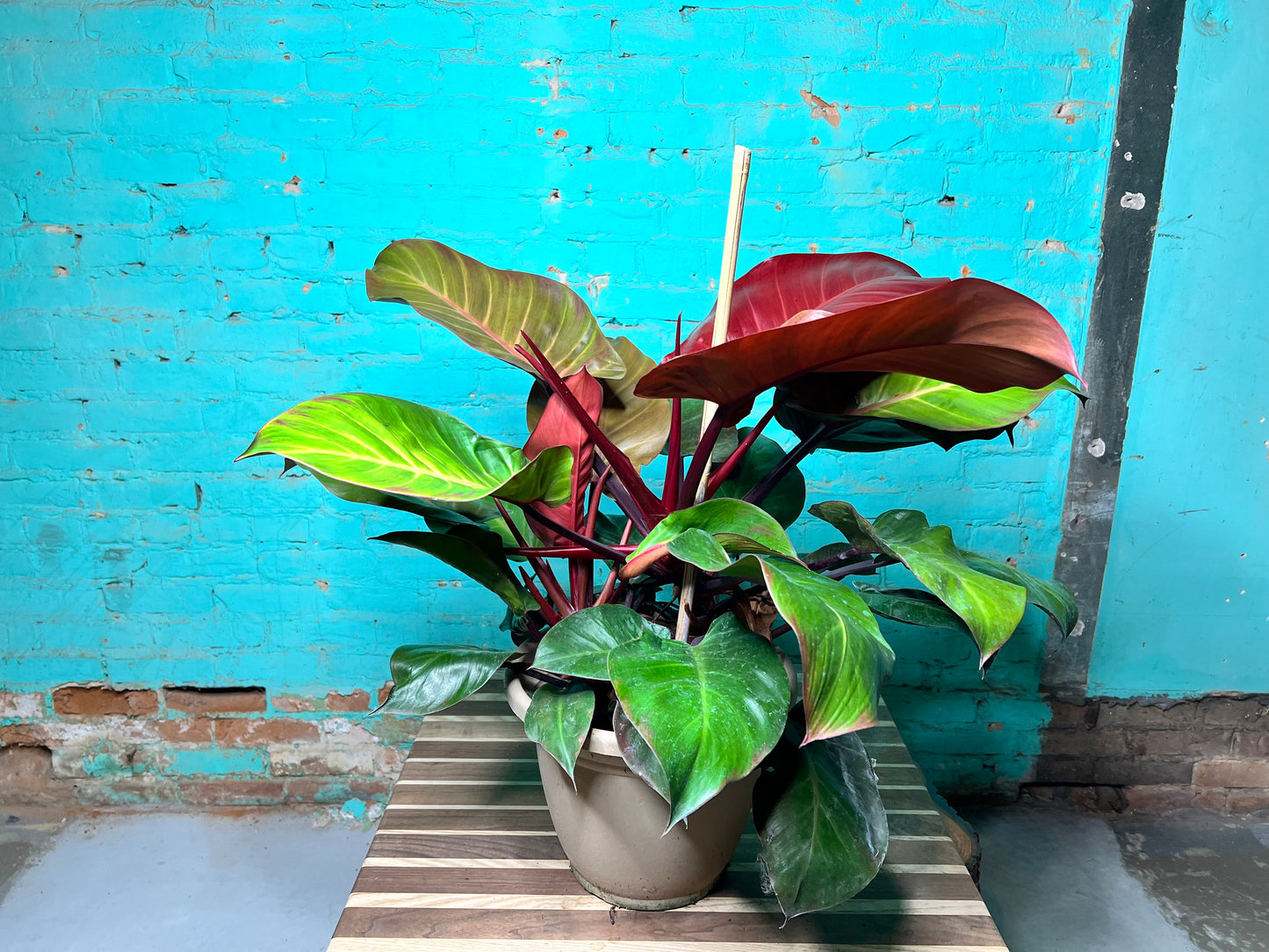 Philodendron McColley’s Finale 10”