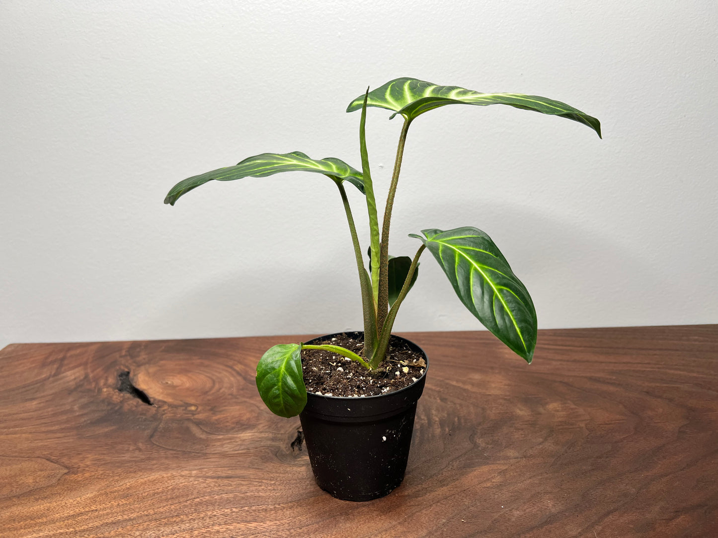 caladium lindenii 4”