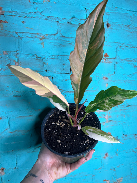 Philodendron Carmel Marble 6”