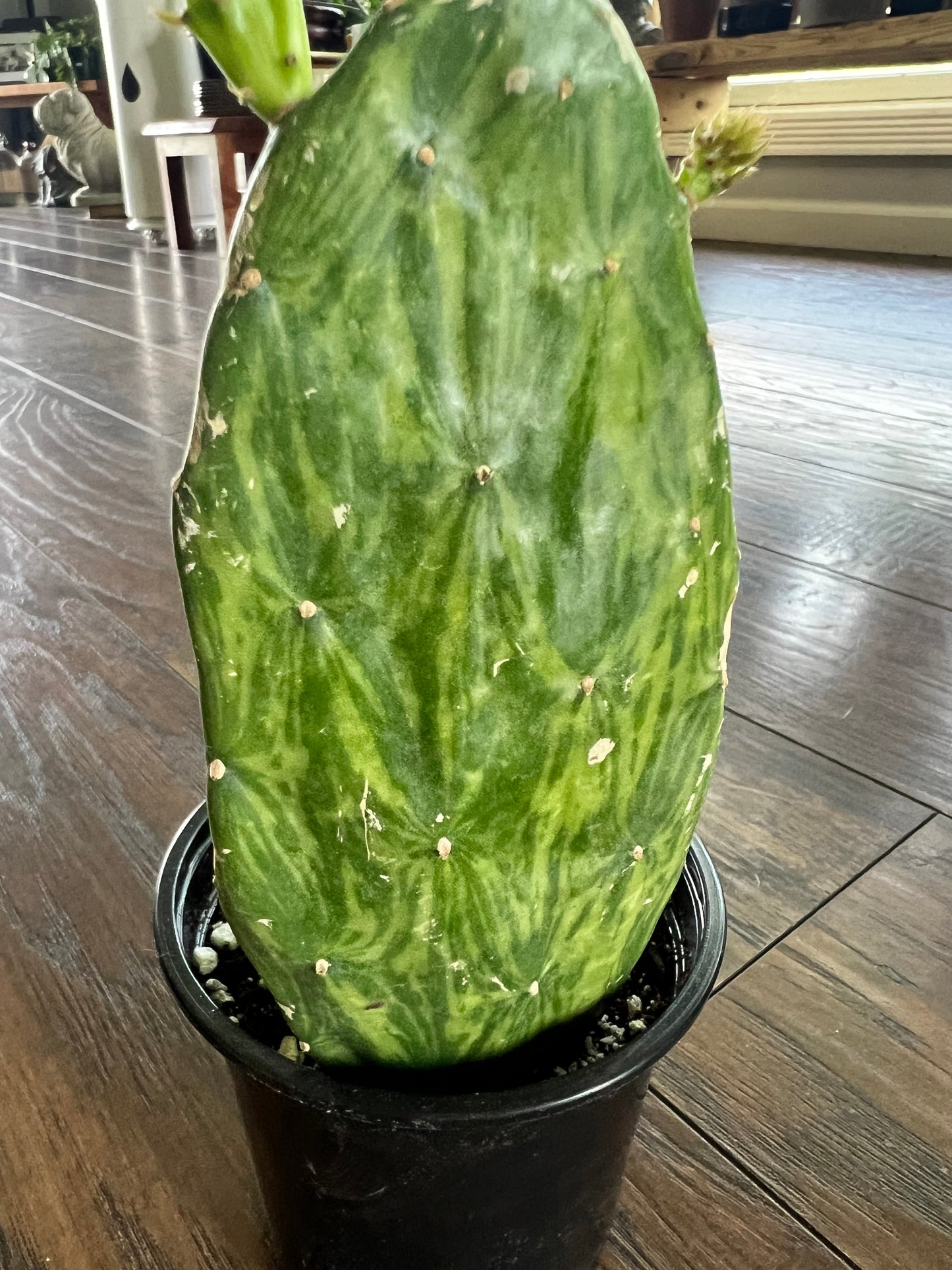 Prickly Pear (variegated)