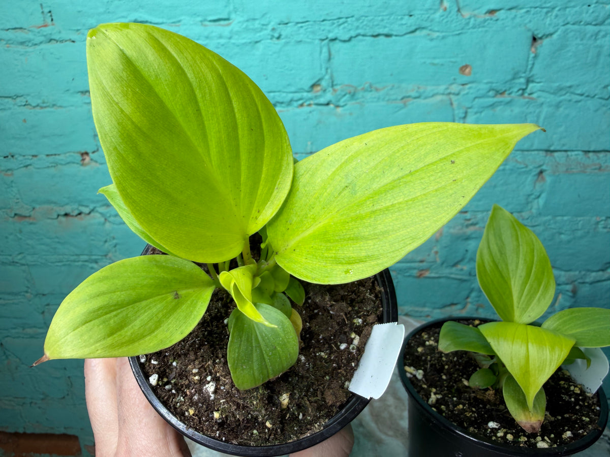 Homalomena Sunshine Gem 4”