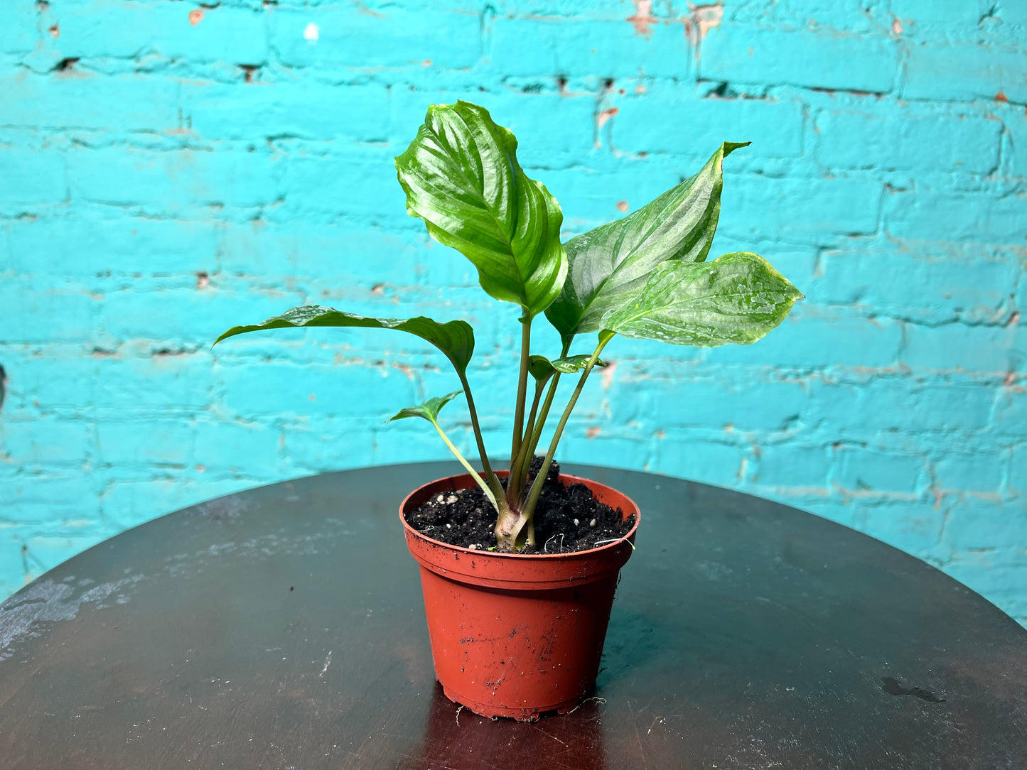 Tacca Chantrieri (Bat Plant) 4”
