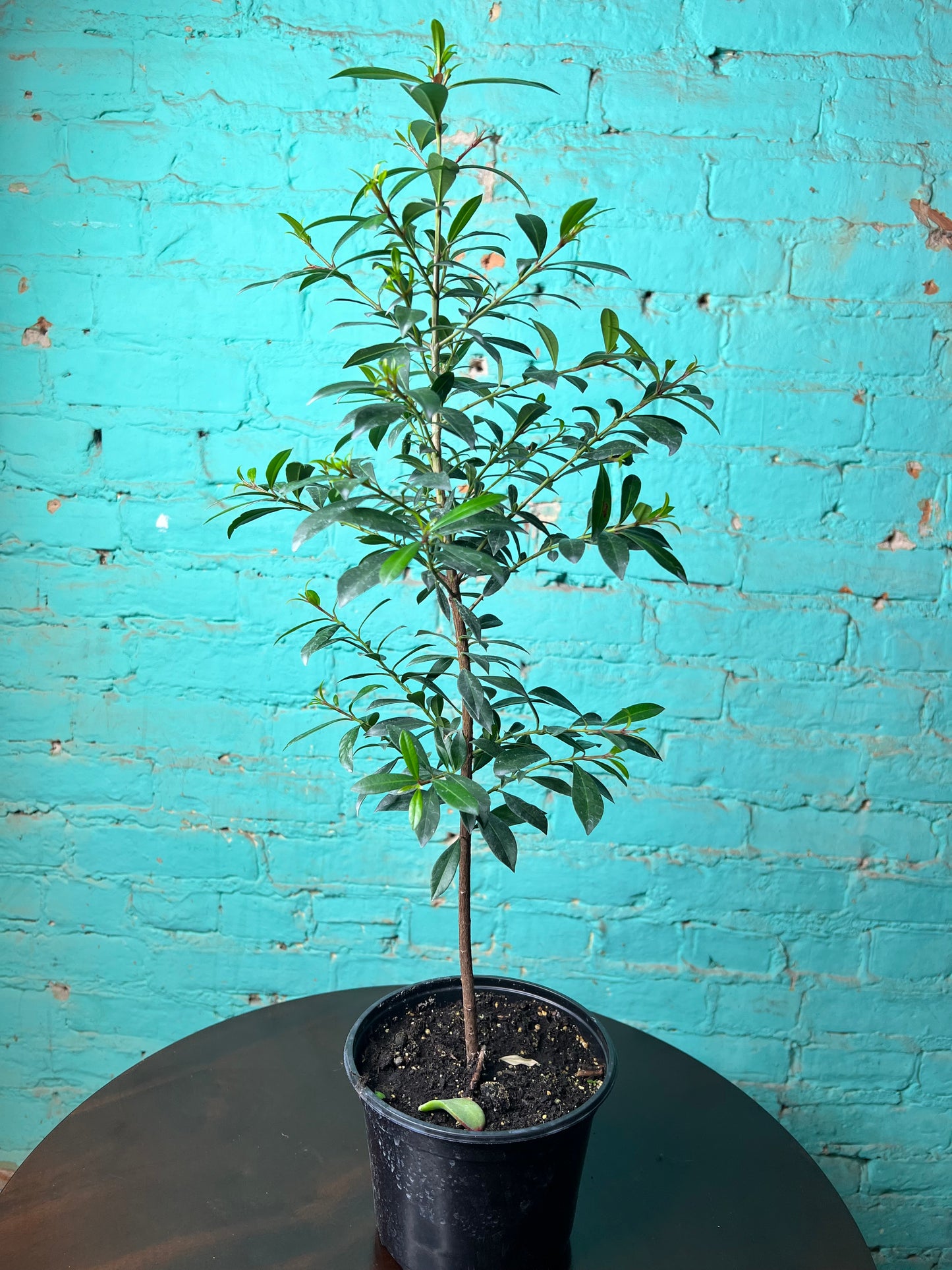 Magenta Cherry Tree 6”