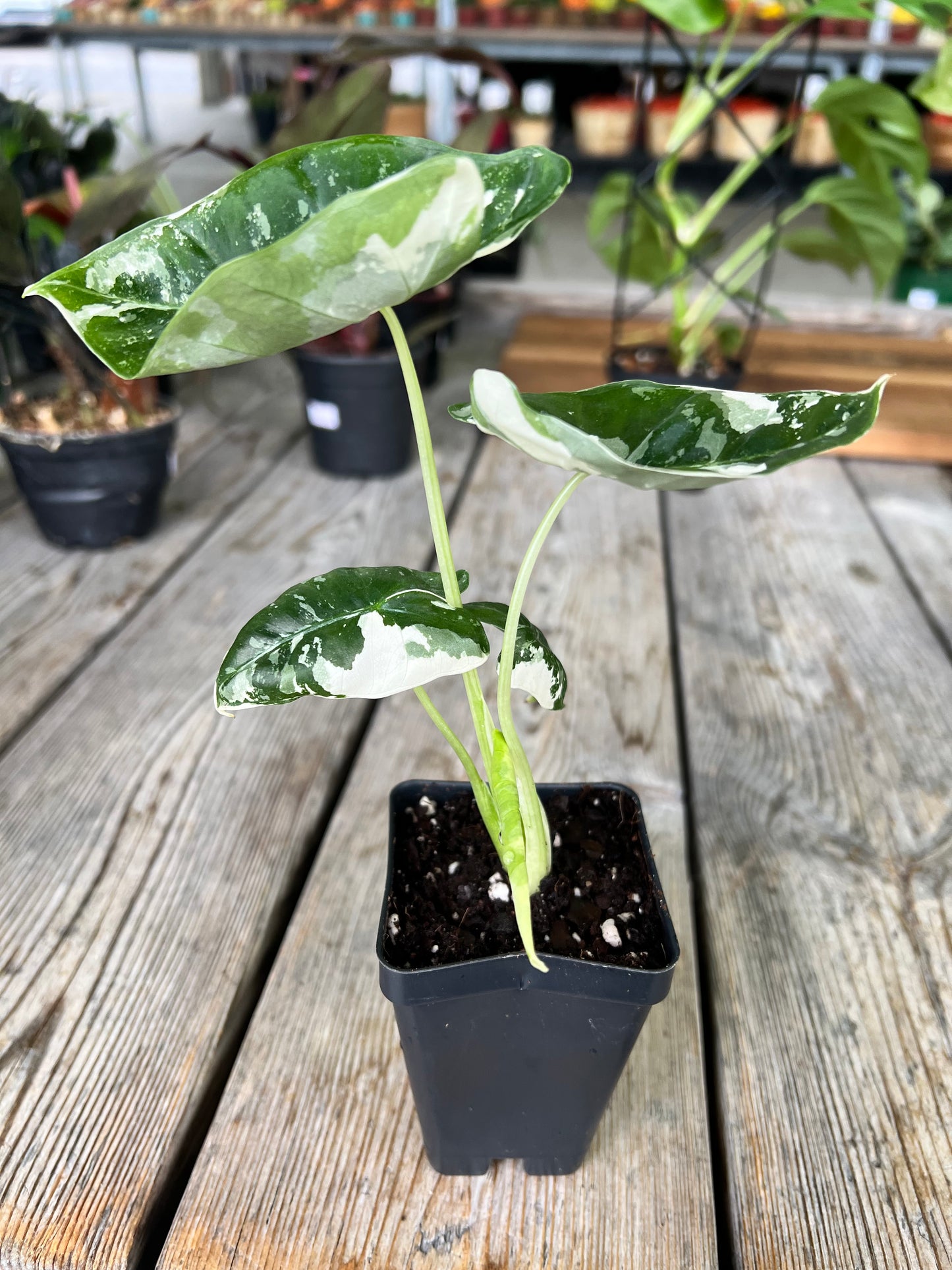 Alocasia Frydrek Variegated