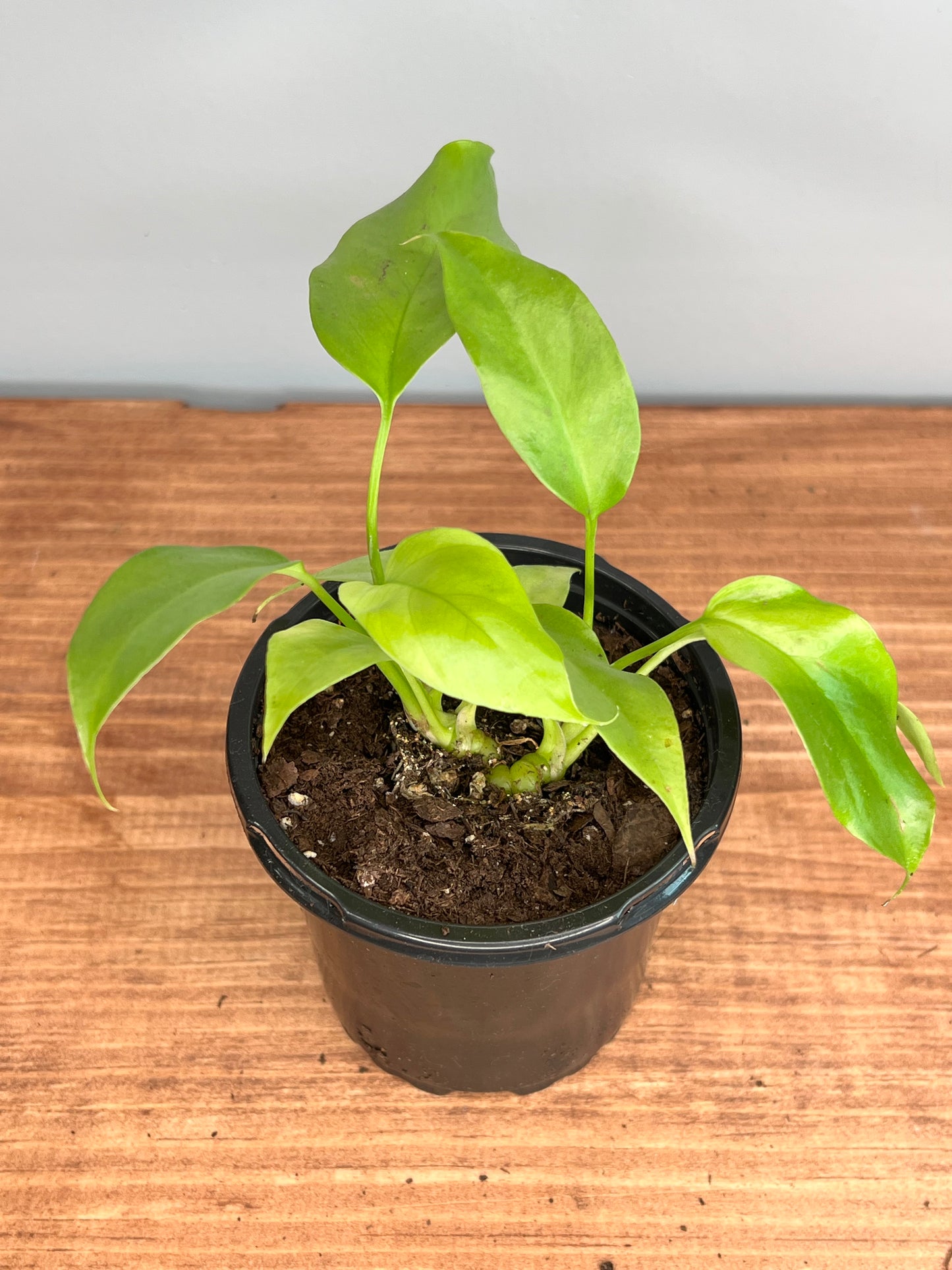 Mini Monstera- Rhaphidophora
Tetrasperma