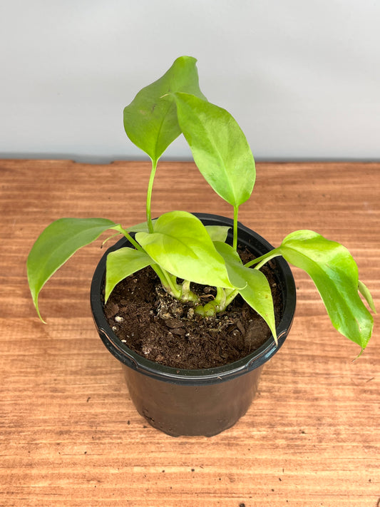 Mini Monstera- Rhaphidophora
Tetrasperma
