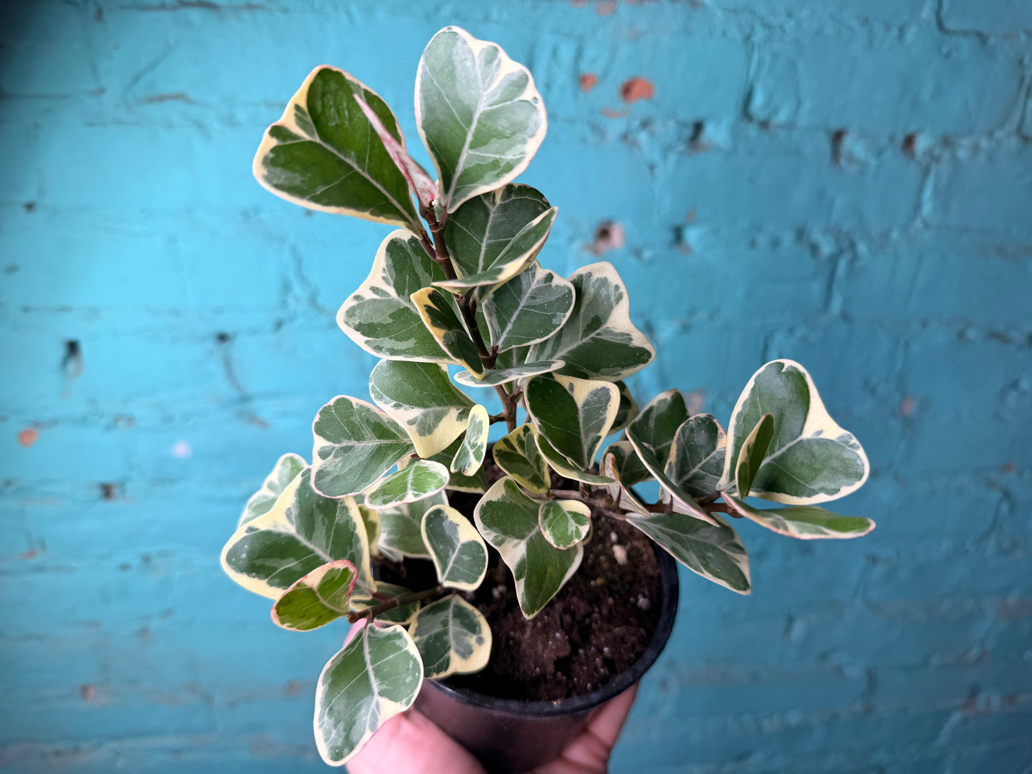 Ficus Triangularis 4”
