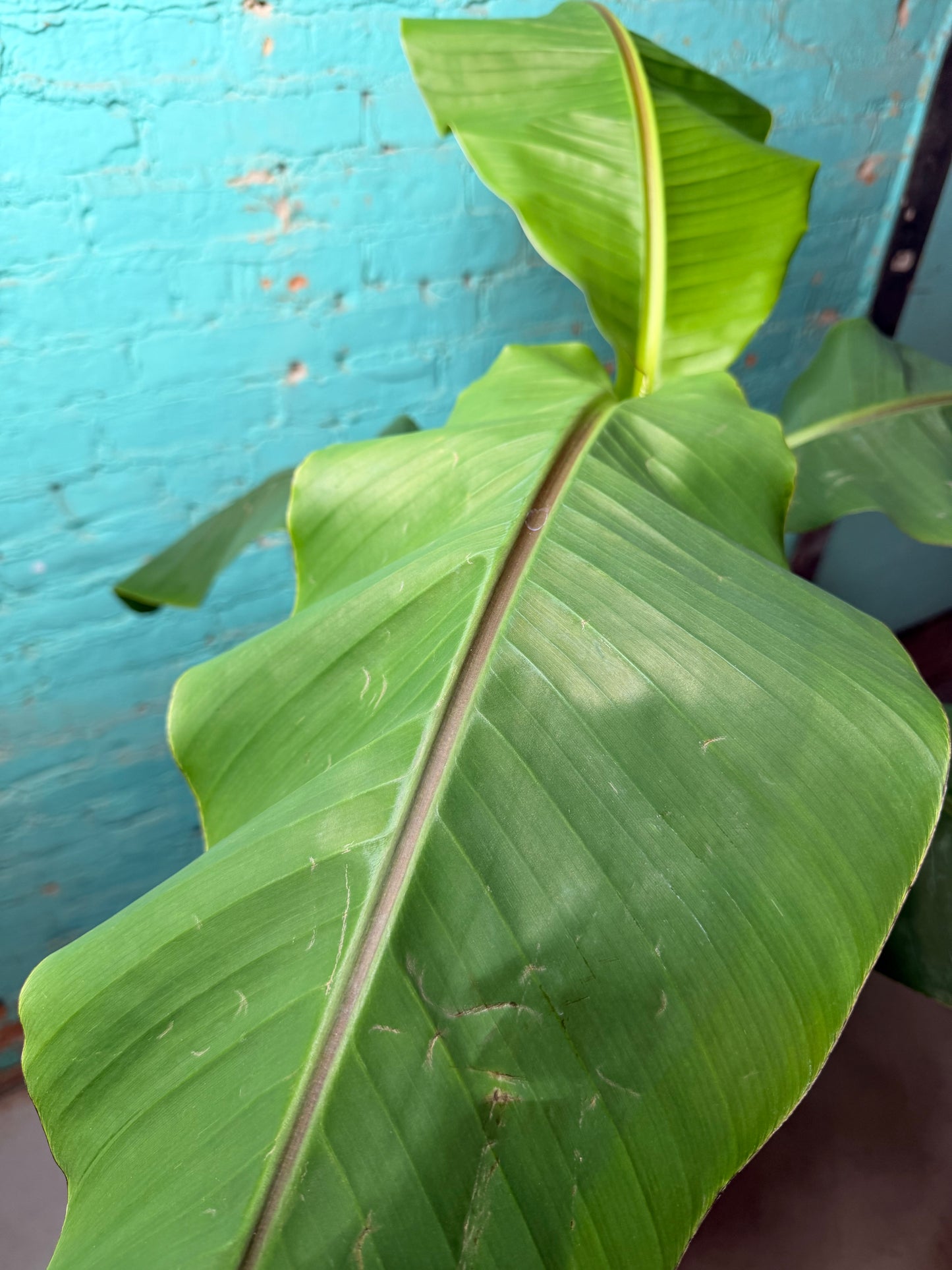 Banana Plant Ice Cream 10”
