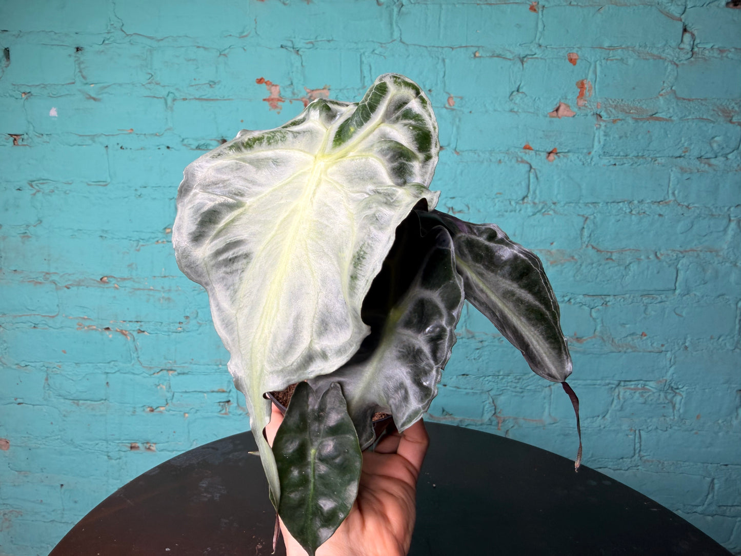 Alocasia Venom 4” (Non-TC)